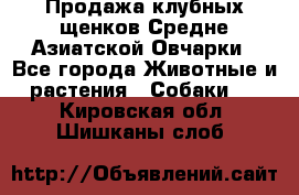 Продажа клубных щенков Средне Азиатской Овчарки - Все города Животные и растения » Собаки   . Кировская обл.,Шишканы слоб.